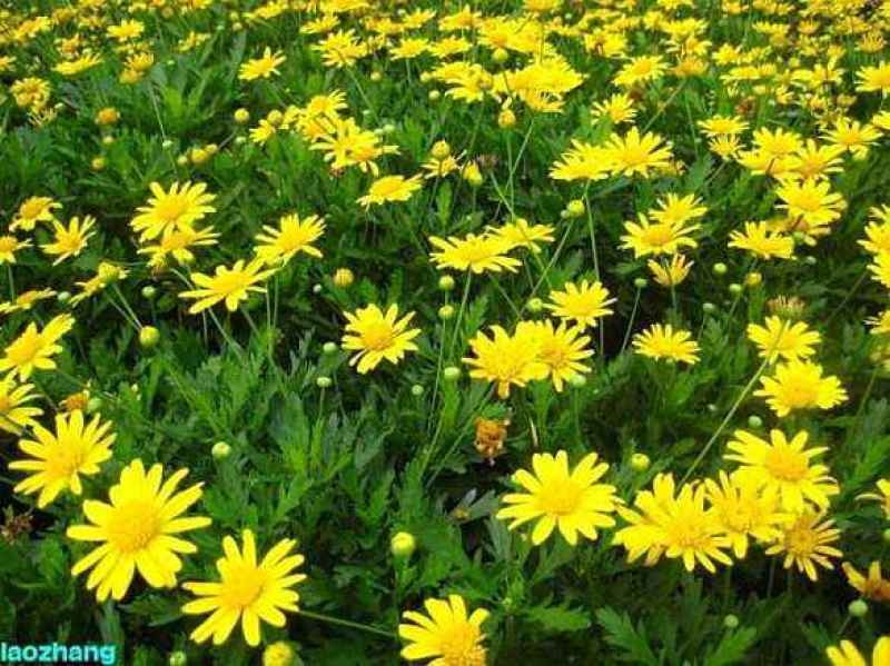 木春菊种植基地木春菊自产自销。300万低价处理。