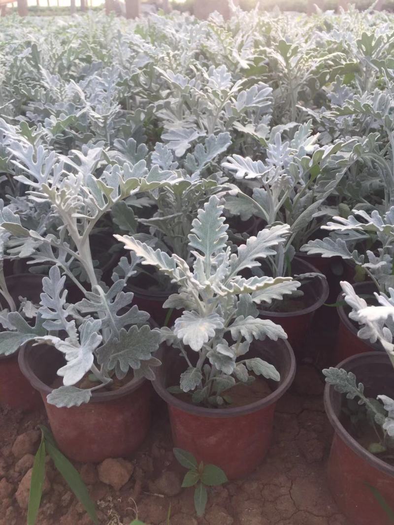 银叶菊自产自销银叶菊农户直销银叶菊一手货源
