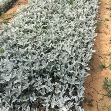 银叶菊自产自销银叶菊农户直销银叶菊一手货源