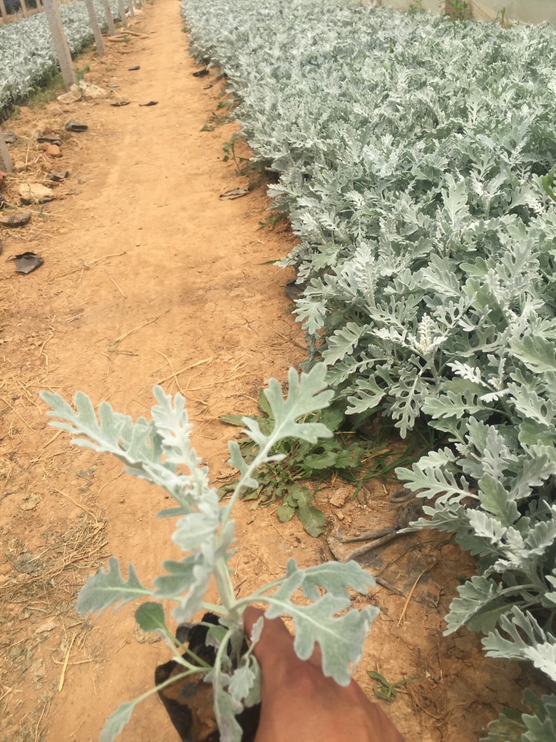 银叶菊自产自销银叶菊农户直销银叶菊一手货源