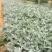 银叶菊自产自销银叶菊农户直销银叶菊一手货源
