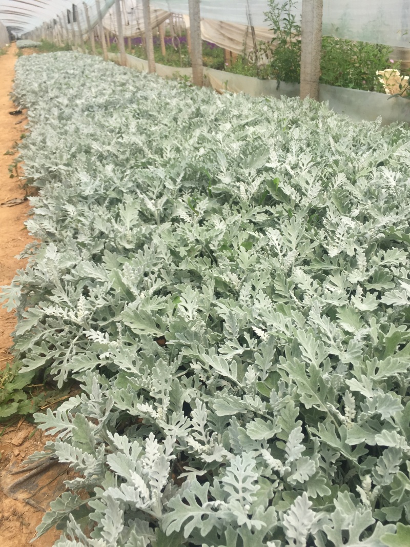 银叶菊自产自销银叶菊农户直销银叶菊一手货源