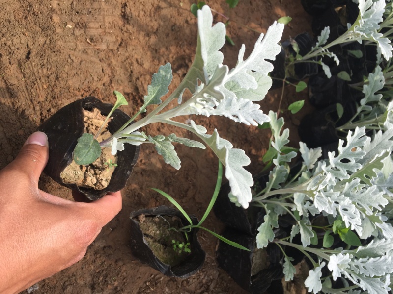 银叶菊自产自销银叶菊农户直销银叶菊一手货源