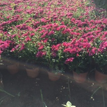 国庆菊种植基地国庆菊自产自销。300万低价处理。