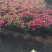 国庆菊种植基地国庆菊自产自销。300万低价处理。