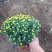 国庆菊种植基地国庆菊自产自销。300万低价处理。