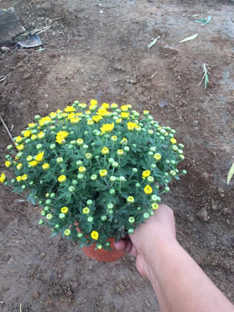 国庆菊种植基地国庆菊自产自销。300万低价处理。