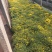 国庆菊种植基地国庆菊自产自销。300万低价处理。