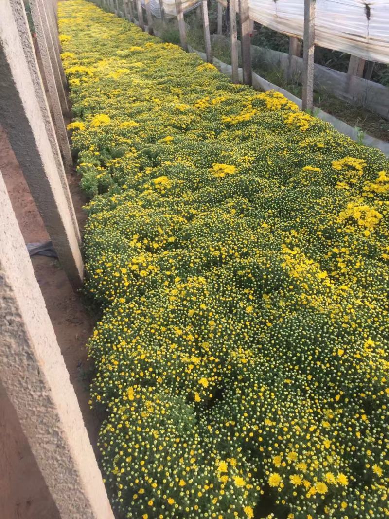 国庆菊种植基地国庆菊自产自销。300万低价处理。