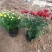国庆菊种植基地国庆菊自产自销。300万低价处理。