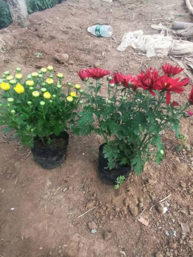 国庆菊种植基地国庆菊自产自销。300万低价处理。