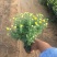 国庆菊种植基地国庆菊自产自销。300万低价处理。