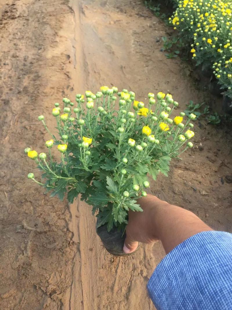国庆菊种植基地国庆菊自产自销。300万低价处理。