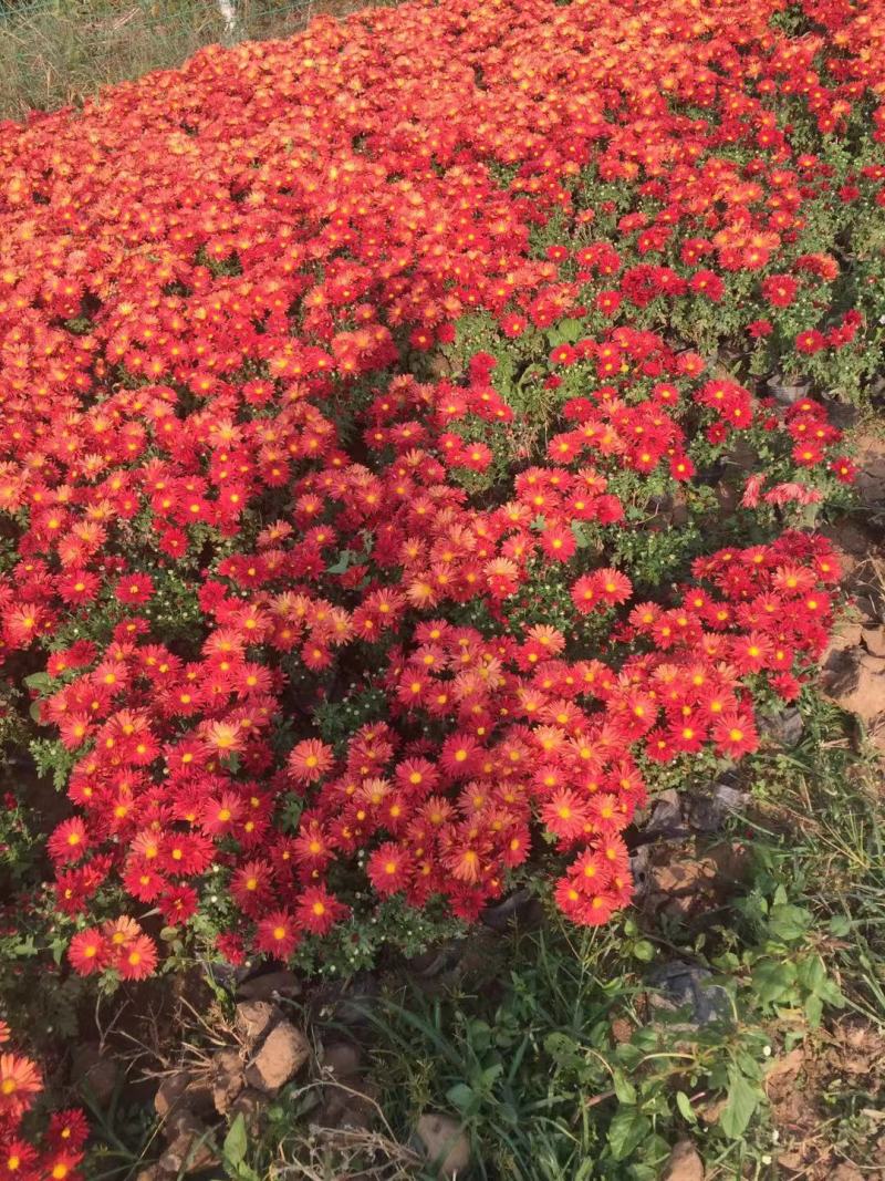 国庆菊种植基地国庆菊自产自销。300万低价处理。
