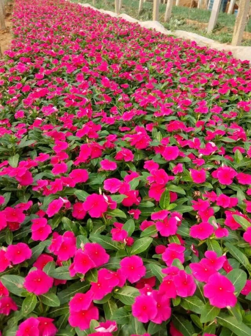 长春花自产自销200万长春花基地直销。低价处理。