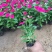 天天开自产自销200万天天开种植基地。低价处理。