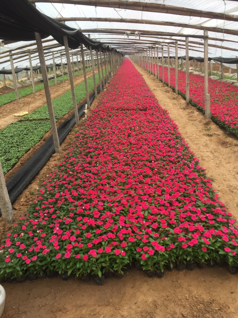 天天开自产自销200万天天开种植基地。低价处理。