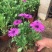 南非万寿菊种植基地南非万寿菊农户直销。300万处理