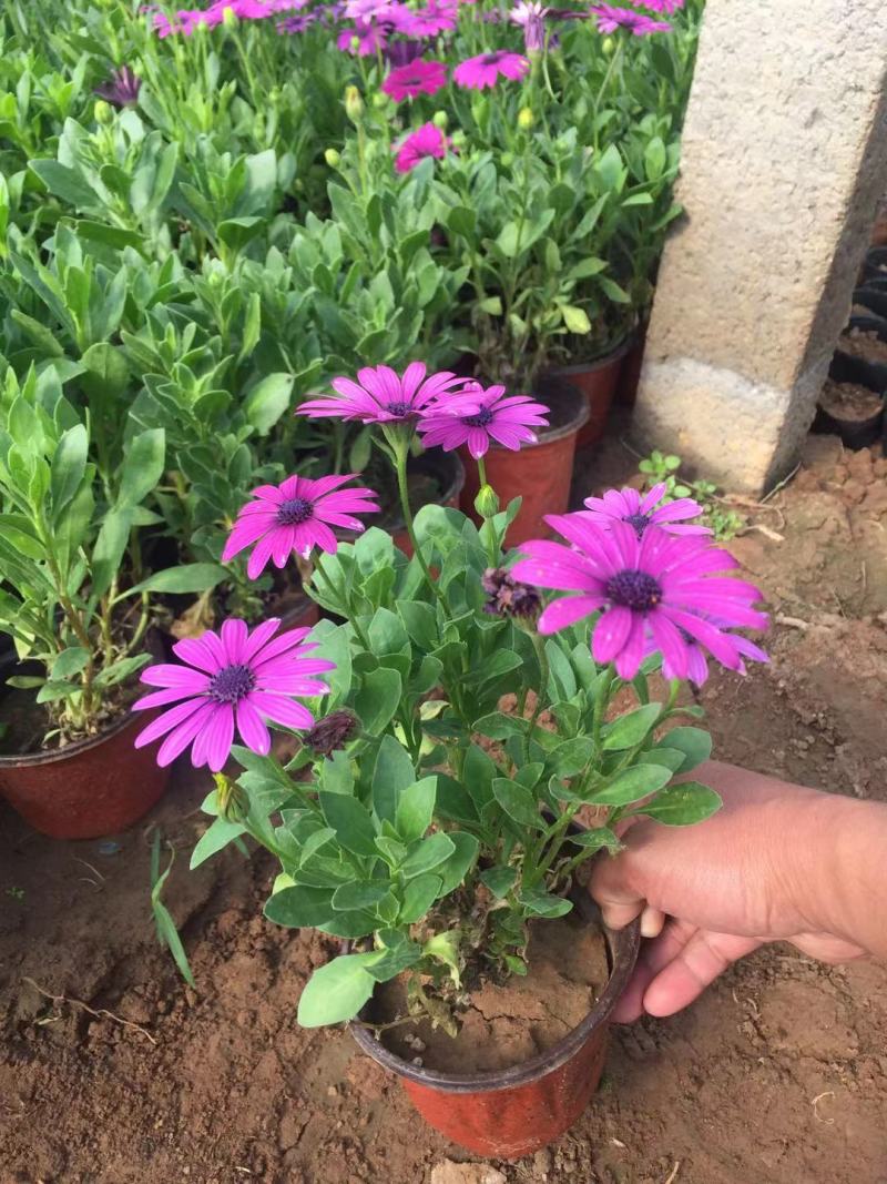 南非万寿菊种植基地南非万寿菊农户直销。300万处理