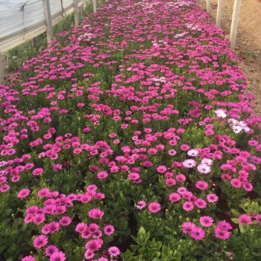南非万寿菊种植基地南非万寿菊农户直销。300万处理