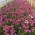 南非万寿菊种植基地南非万寿菊农户直销。300万处理