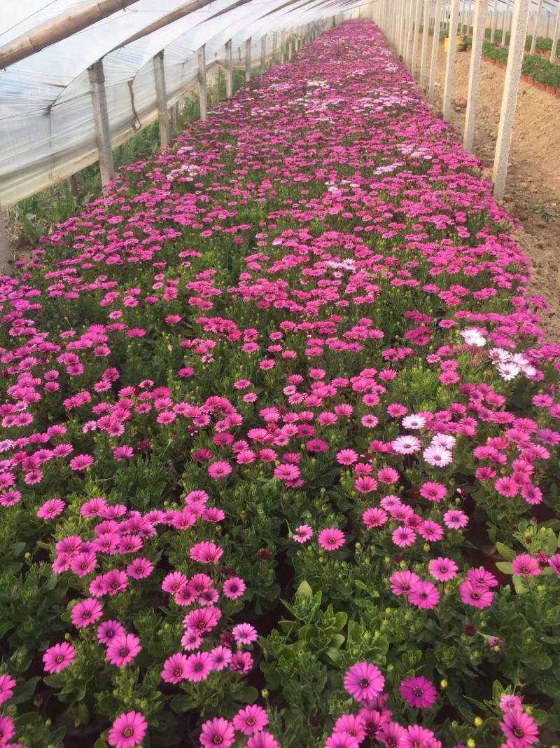 南非万寿菊种植基地南非万寿菊农户直销。300万处理