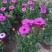 南非万寿菊种植基地南非万寿菊农户直销。300万处理