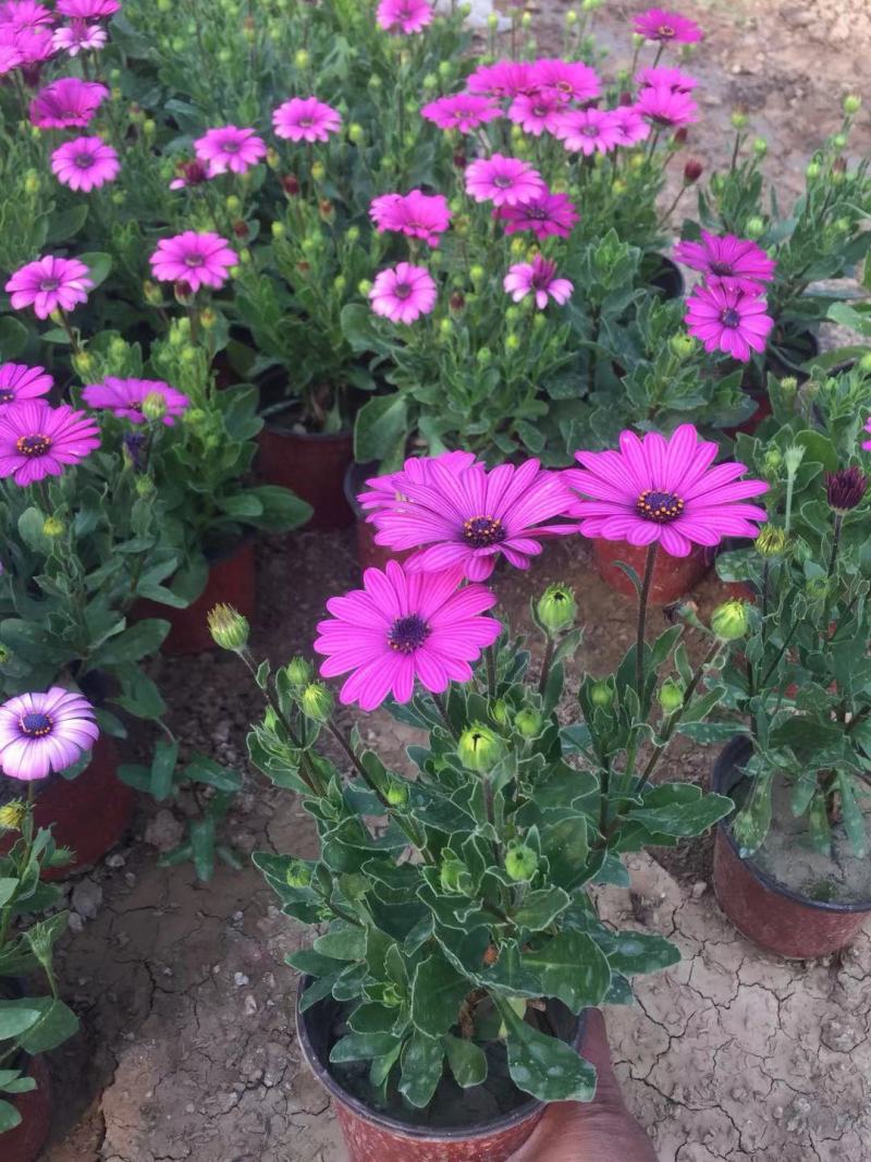 南非万寿菊种植基地南非万寿菊农户直销。300万处理