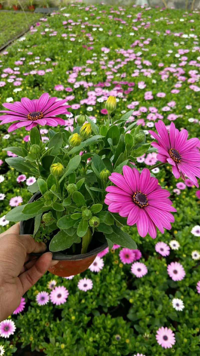 南非万寿菊种植基地南非万寿菊农户直销。300万处理