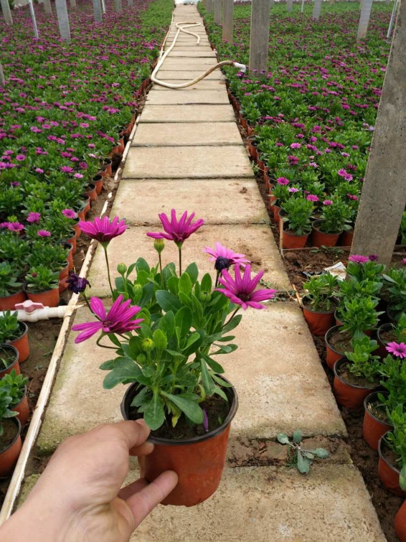 南非万寿菊种植基地南非万寿菊农户直销。300万处理
