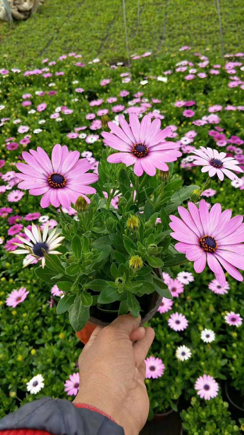 南非万寿菊种植基地南非万寿菊农户直销。300万处理