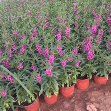 香菜雀自产自销香菜雀种植基地。300万处理