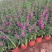 香菜雀自产自销香菜雀种植基地。300万处理