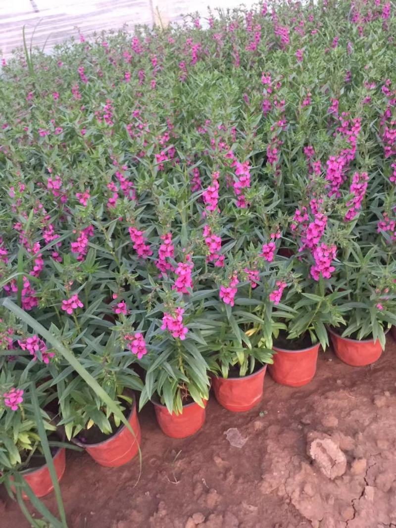 香菜雀自产自销香菜雀种植基地。300万处理