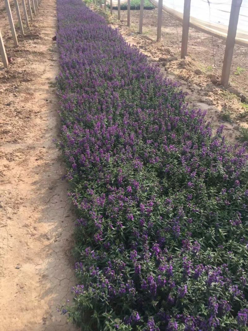 香菜雀自产自销香菜雀种植基地。300万处理