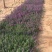 香菜雀自产自销香菜雀种植基地。300万处理