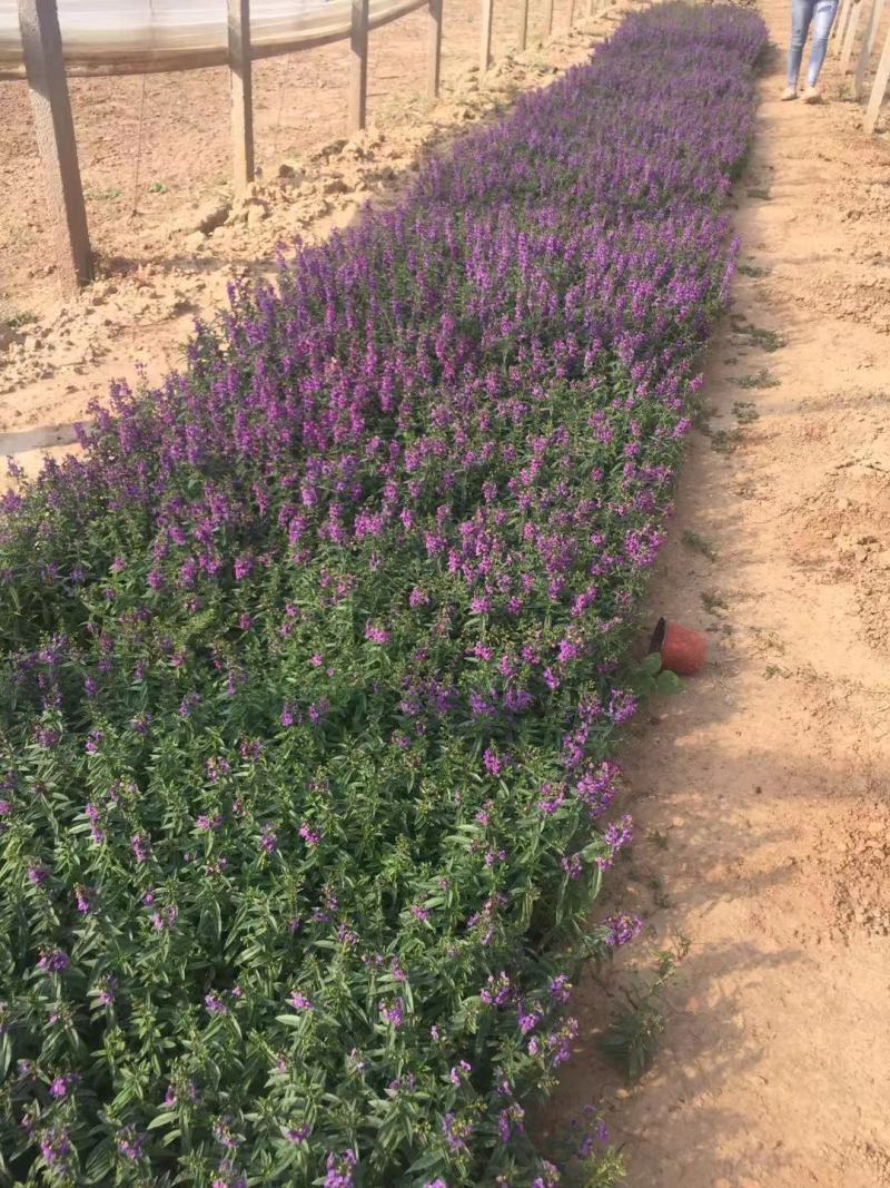 香菜雀自产自销香菜雀种植基地。300万处理