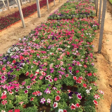 五彩牵牛自产自销五彩牵牛种植基地自产自销