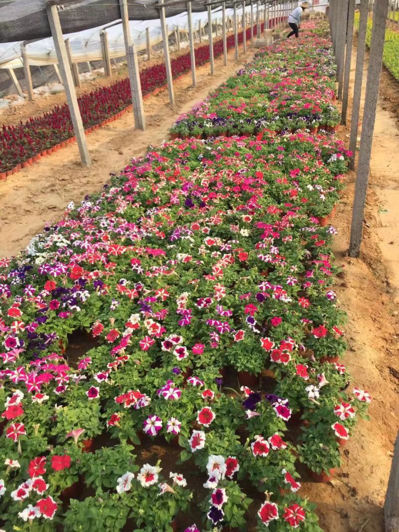 五彩牵牛自产自销五彩牵牛种植基地自产自销