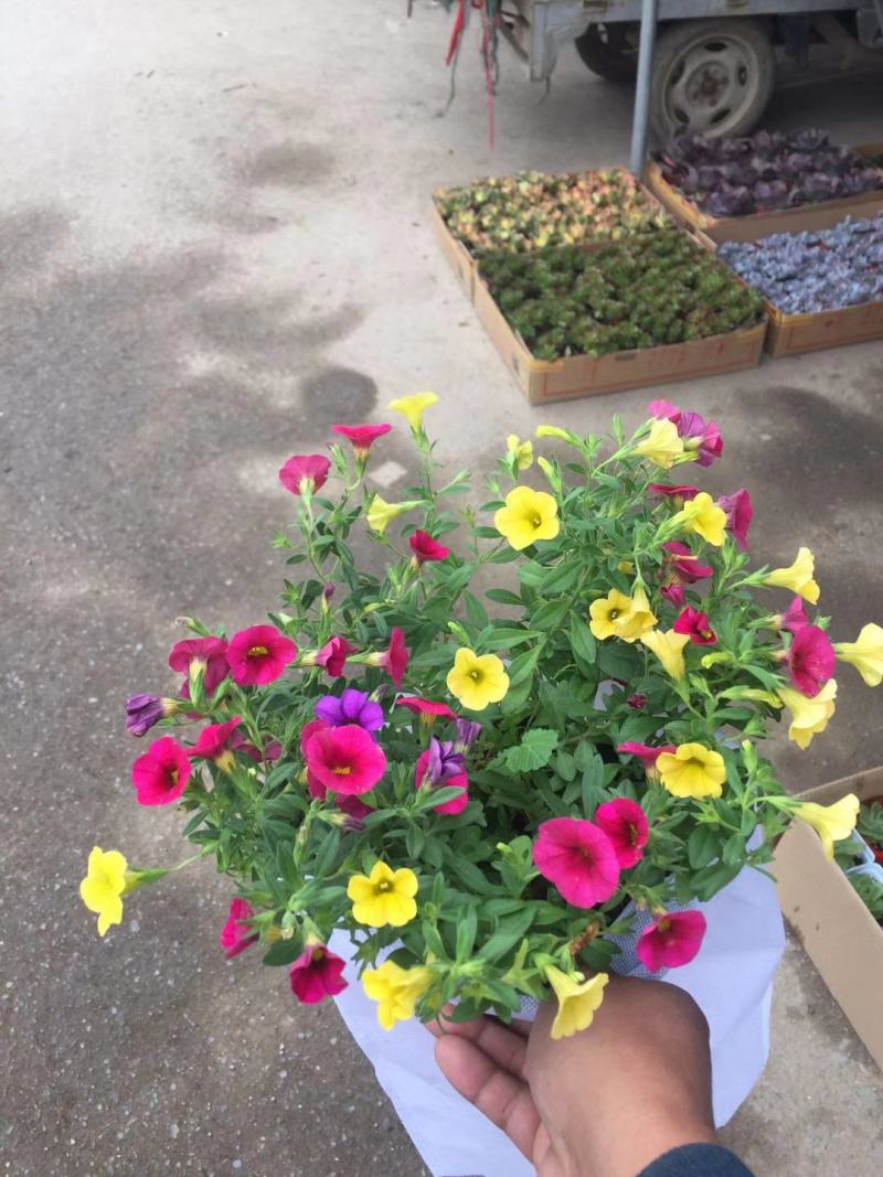 舞春花自产自销舞春花种植基地舞春花一手货源