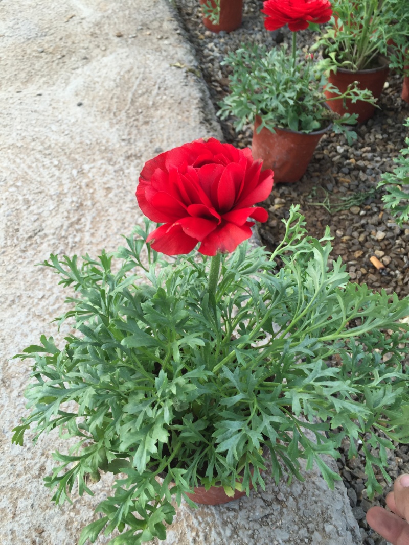 芹叶麦冬自产自销60万芹叶麦冬种植基地。低价处理。