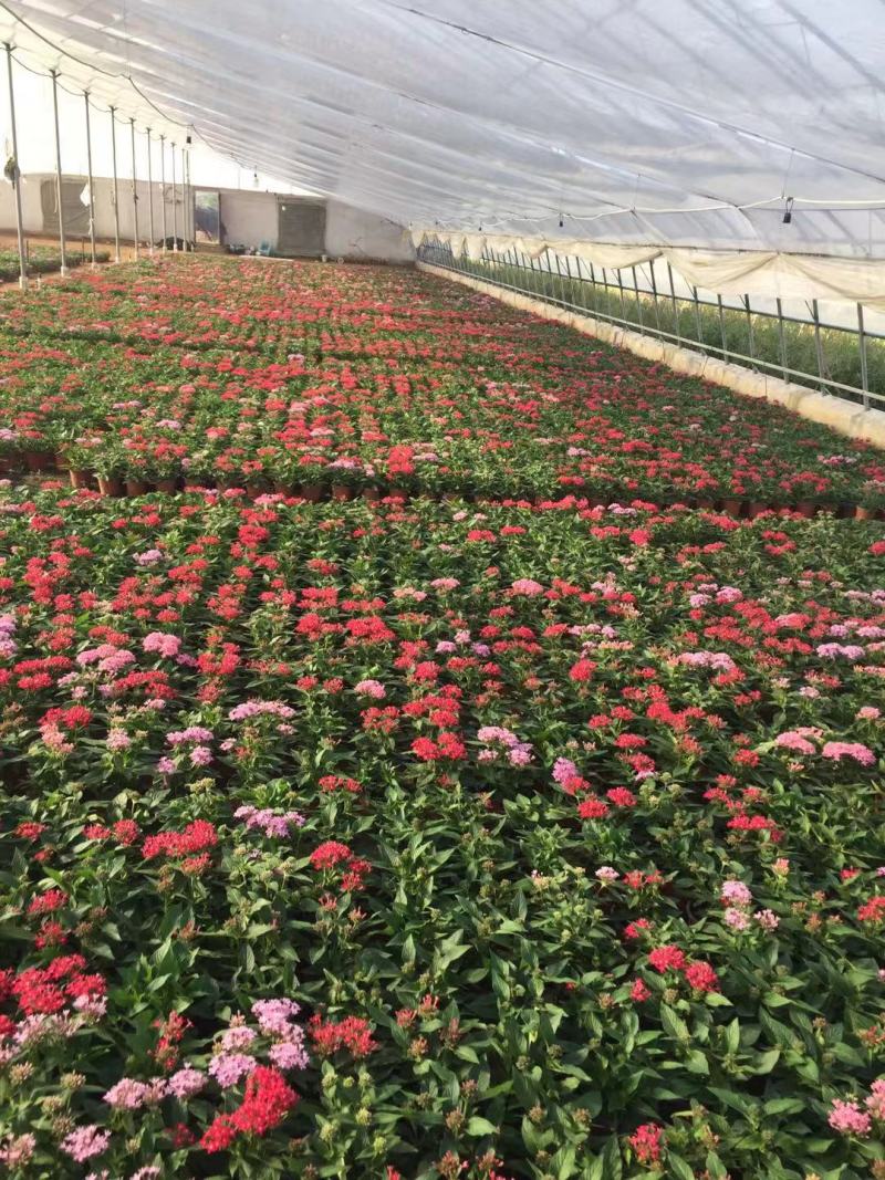繁星花自产自销繁星花种植基地