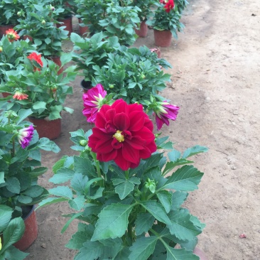 小丽花自产自销小丽花种植基地。50万低价处理
