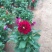 小丽花自产自销小丽花种植基地。50万低价处理
