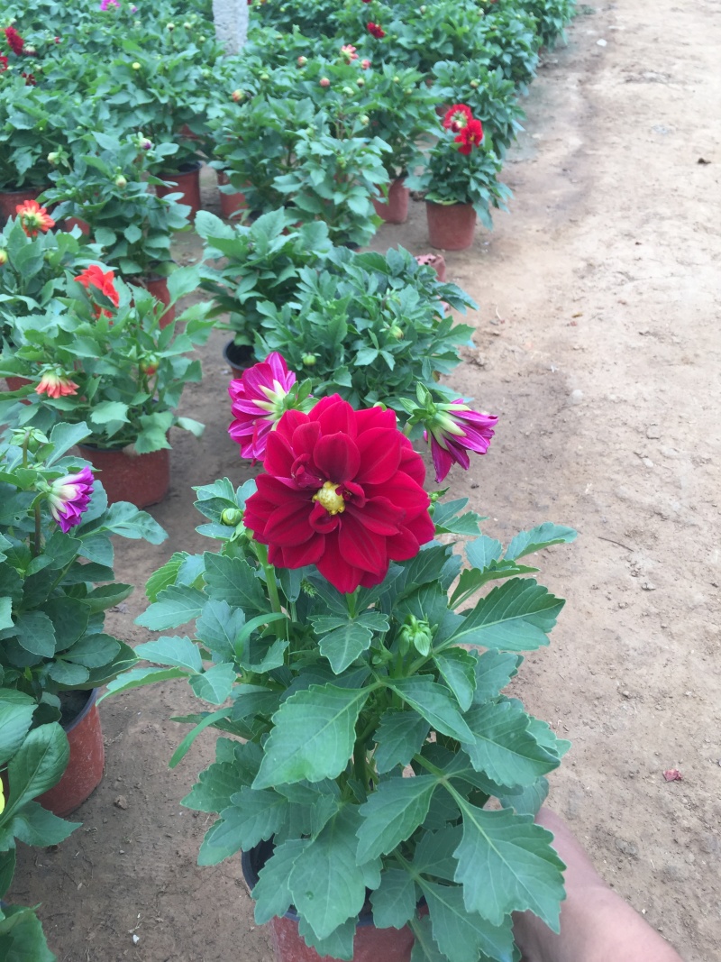小丽花自产自销小丽花种植基地。50万低价处理