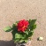 小丽花自产自销小丽花种植基地。50万低价处理