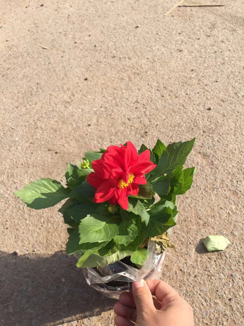 小丽花自产自销小丽花种植基地。50万低价处理