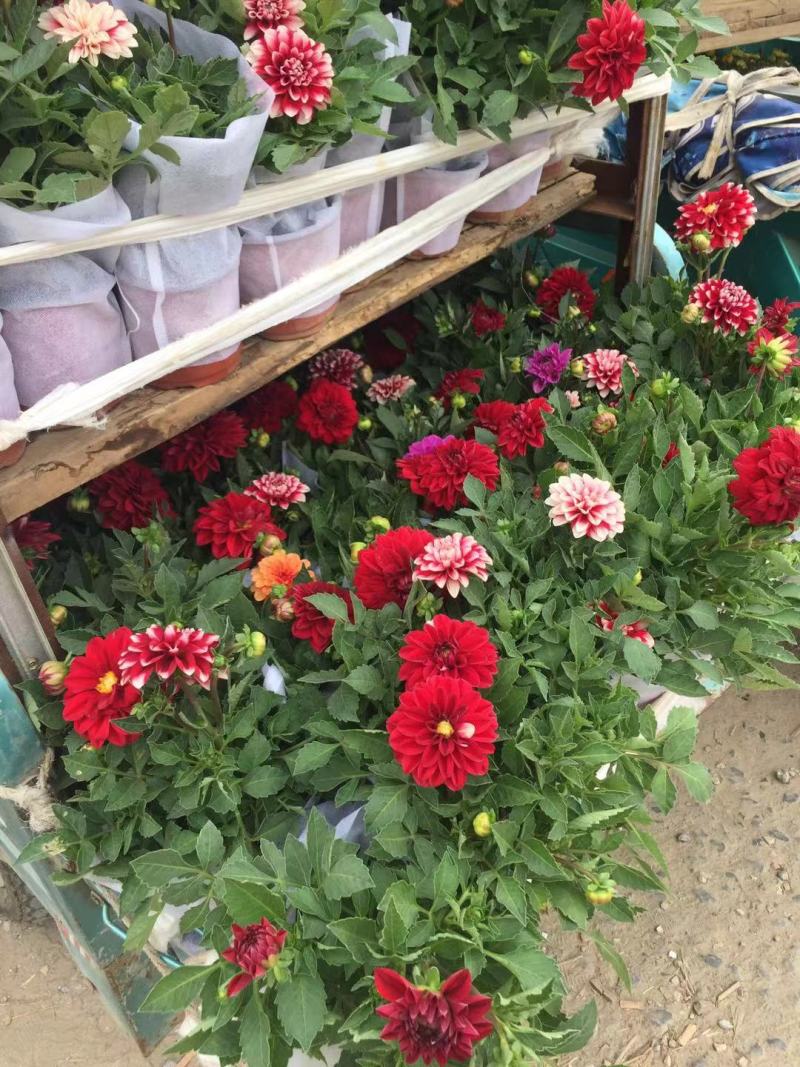 小丽花自产自销小丽花种植基地。50万低价处理