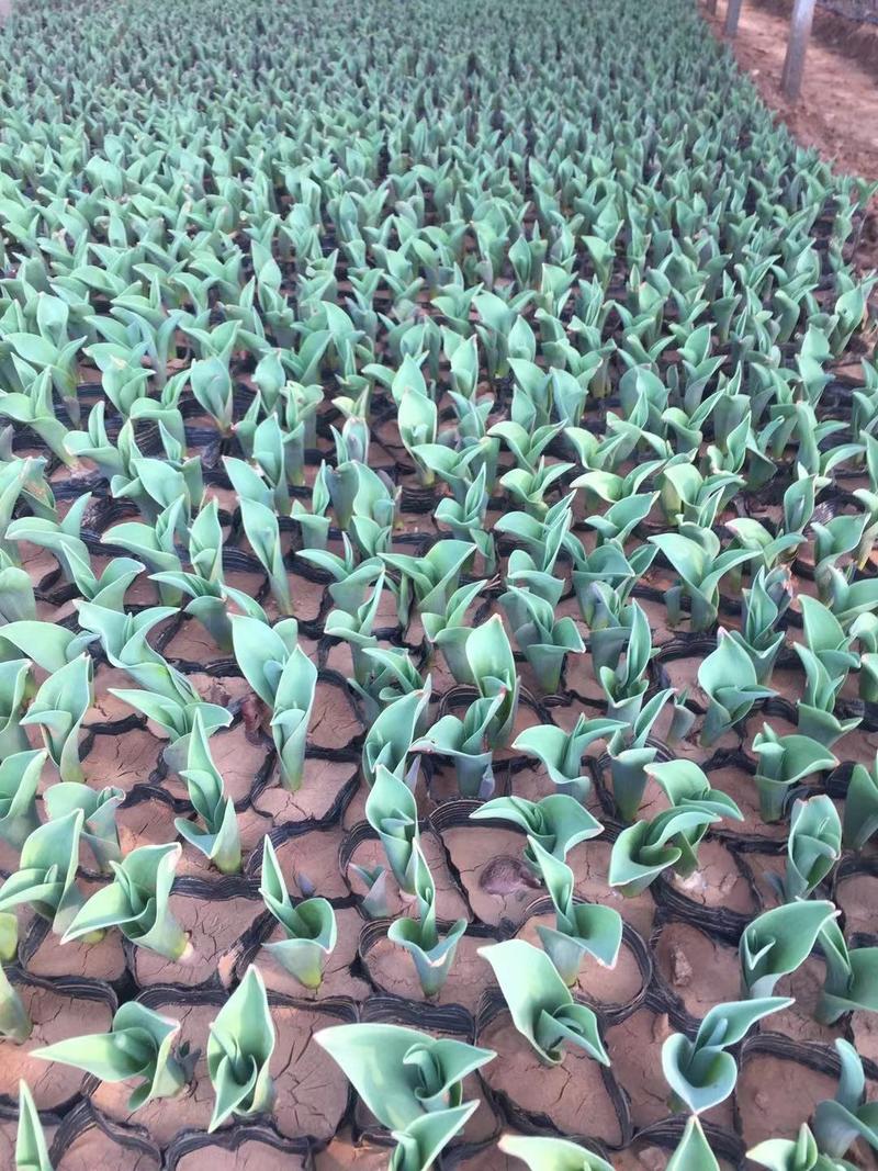郁金香种植基地200万郁金香基地直销。低价处理。