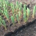 郁金香种植基地200万郁金香基地直销。低价处理。